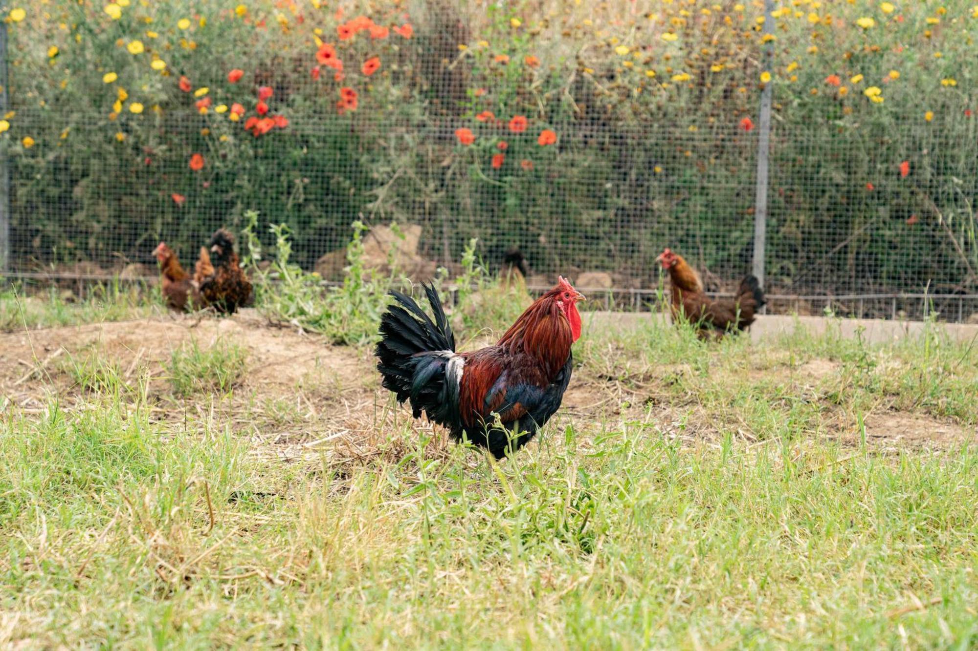 Judeka Agriresort Caltagirone Εξωτερικό φωτογραφία