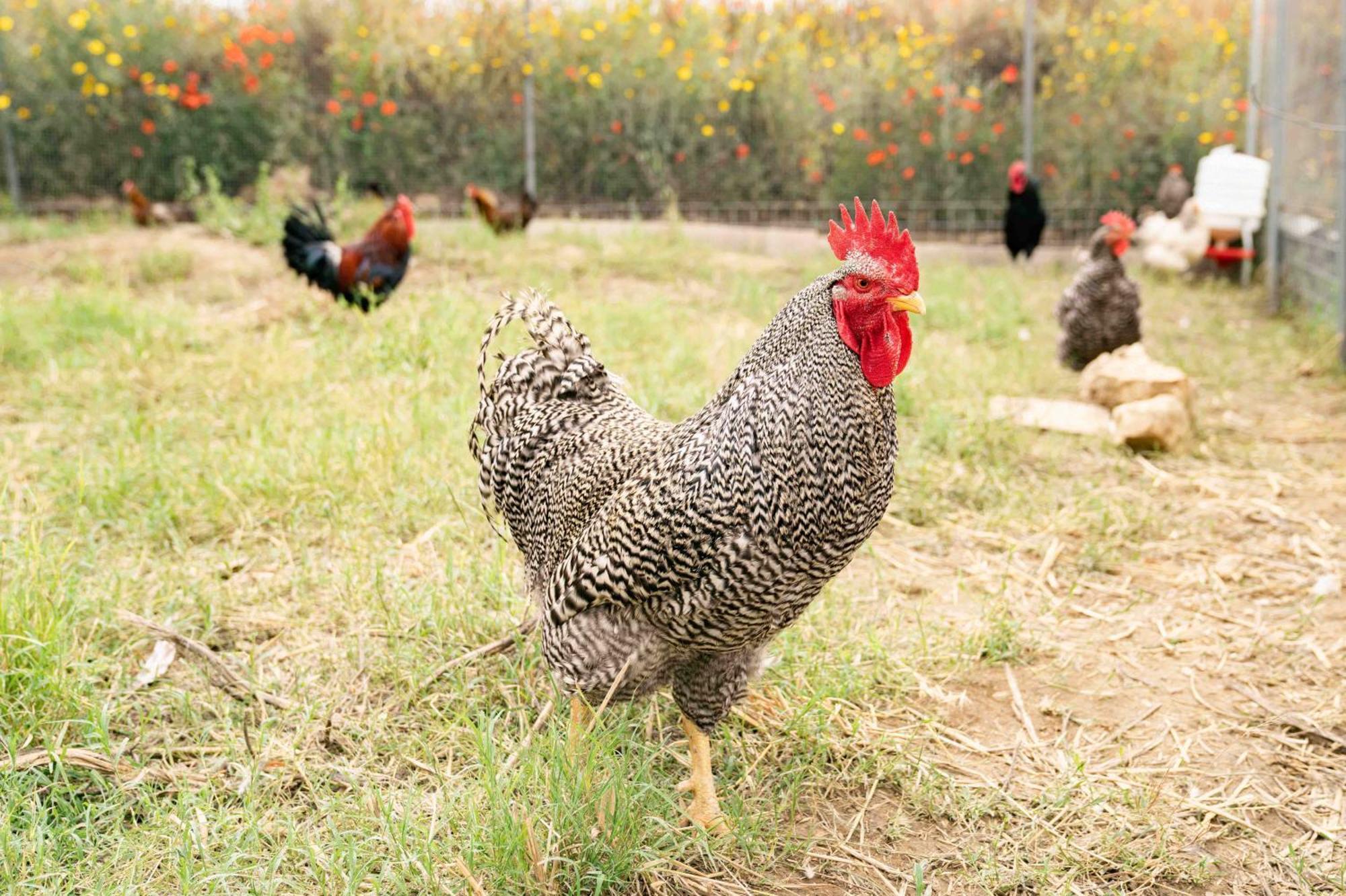 Judeka Agriresort Caltagirone Εξωτερικό φωτογραφία